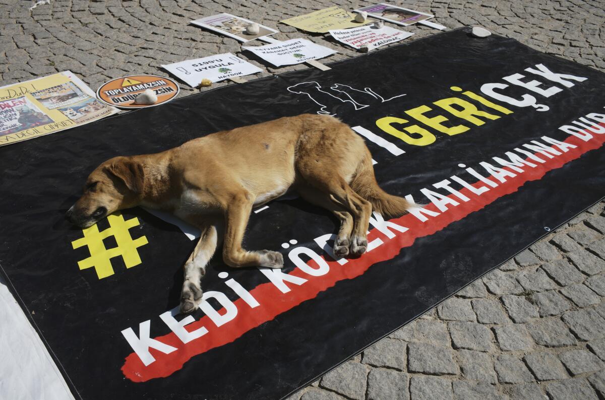 A stray dog rests on a banner that reads "#withdraw the legislation" in Turkish