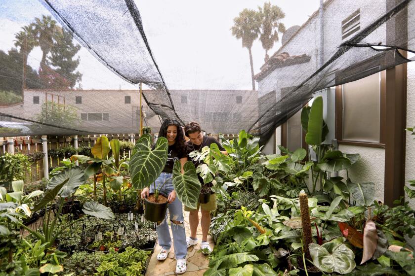 Sarah and Tadeh Bazik stand together in their greenhouse amid their plants.