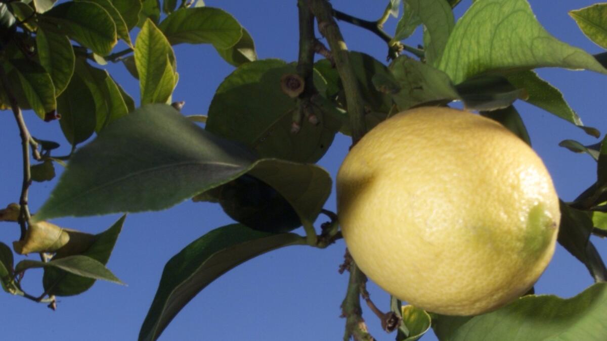 A lemon grows in Oxnard.