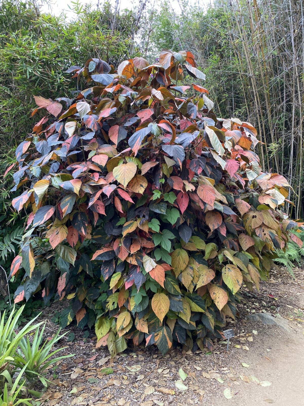 Un-Augmented Reality: the Jacob’s Coat plant.