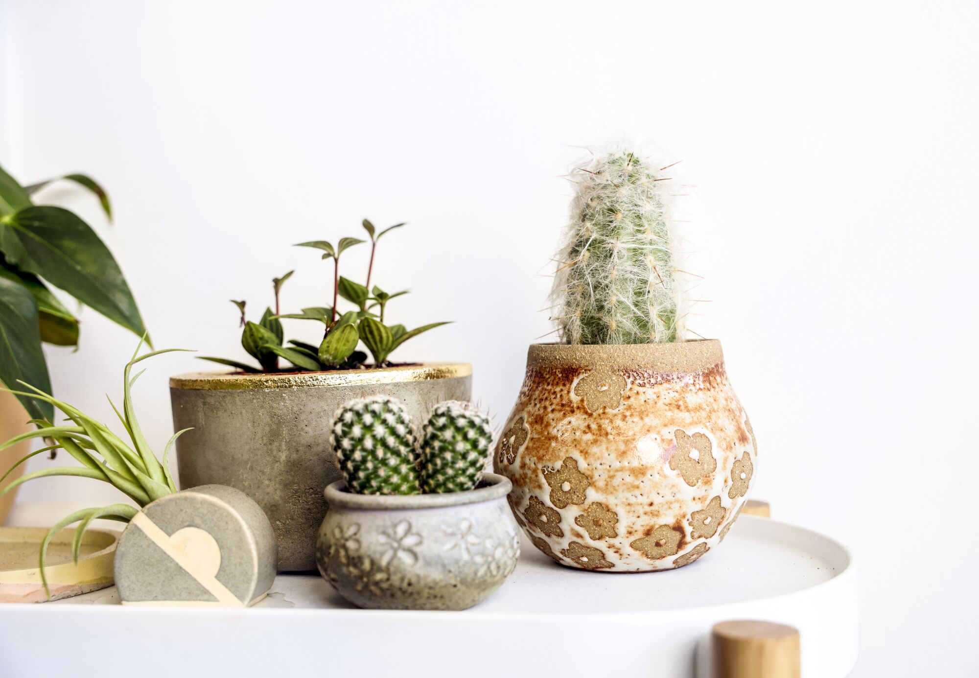 Plants in ceramic pots 