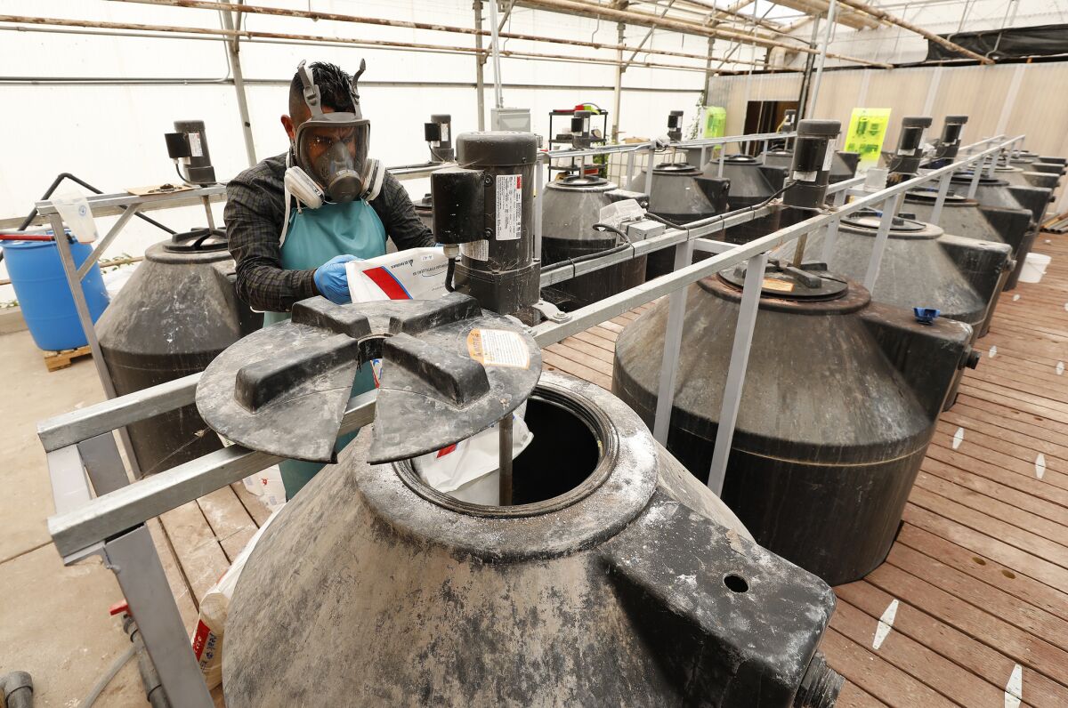 Noe Nava works on the inline "fertigation" system that blends fertilizer with water to feed marijuana plants growing in a steel-frame greenhouse at Arroyo Verde in Carpinteria.
