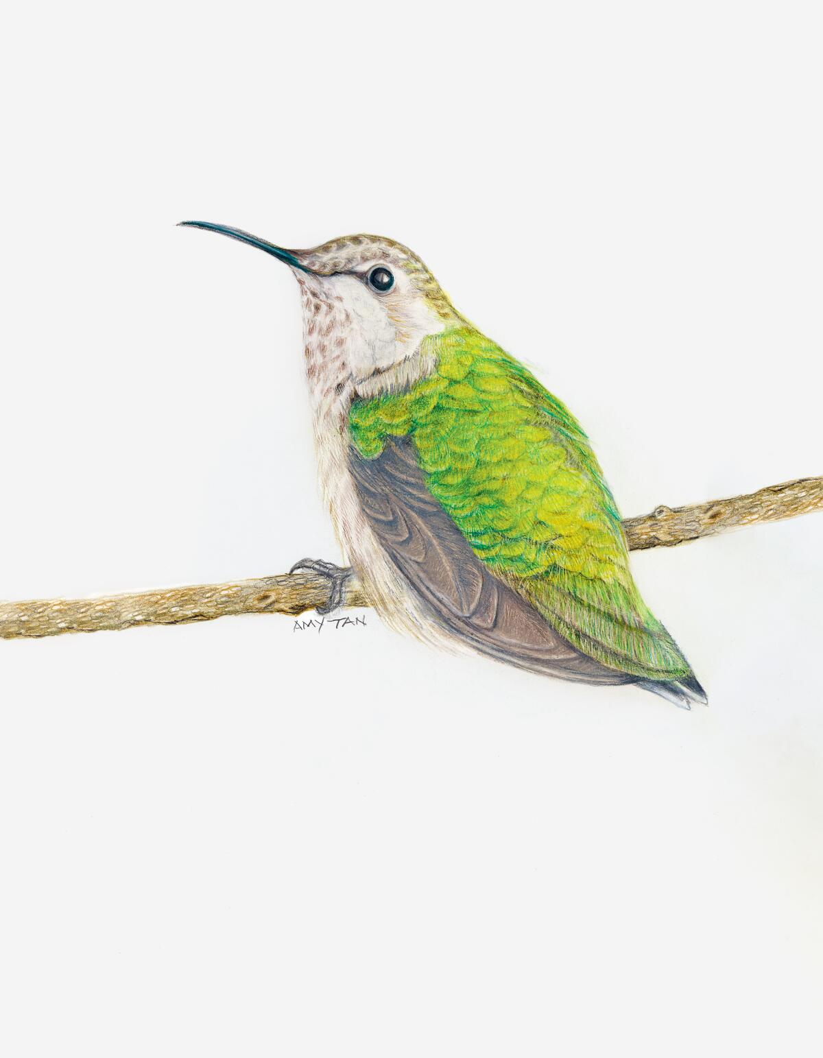 Author Amy Tan's drawing of a hummingbird in her new book "The Backyard Book Chronicles."