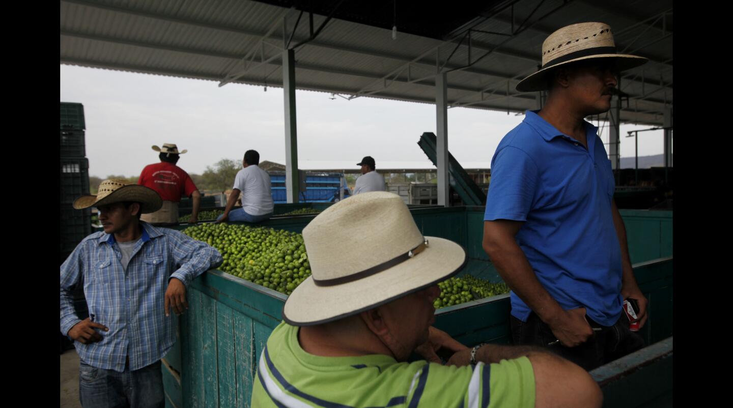 Lime marketplace in Apatzingan, Mexico