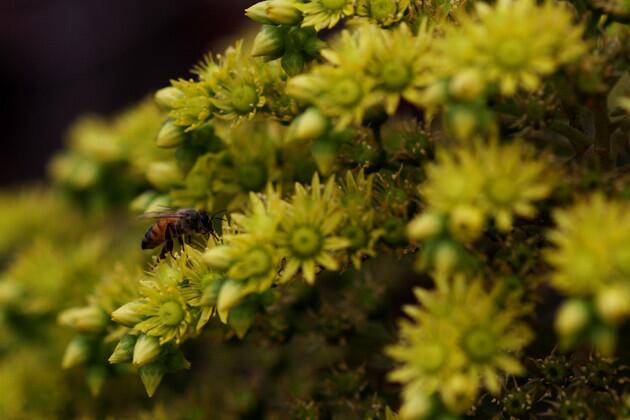 A bee buzzes the yellow flowers of Aeonium arboretum in the frontyard.