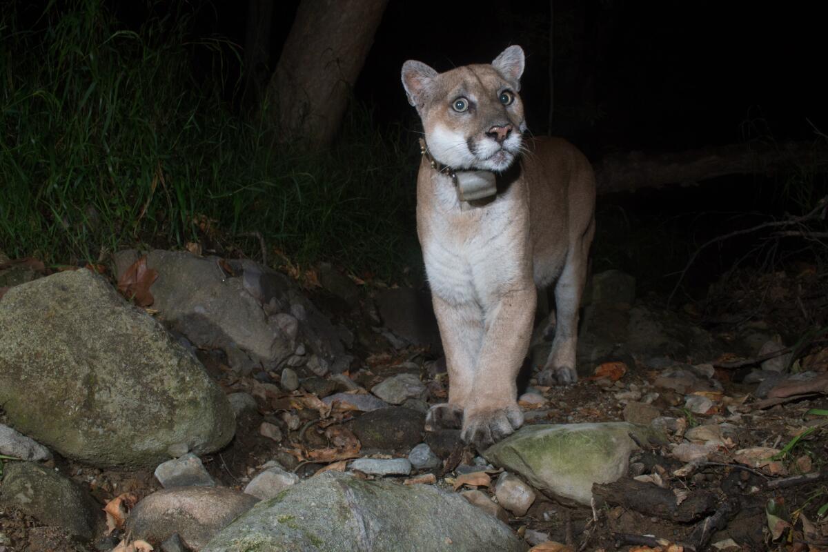 A mountain lion stands with his paws together and head cocked to the side, looking into a remote camera