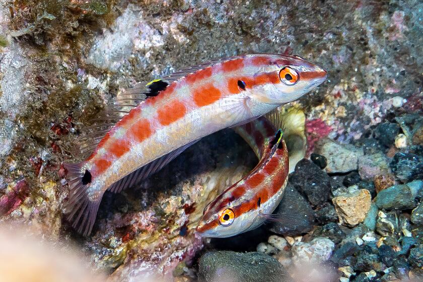Two females of the newly discovered species, Halichoeres sanchezi or the tailspot wrasse.