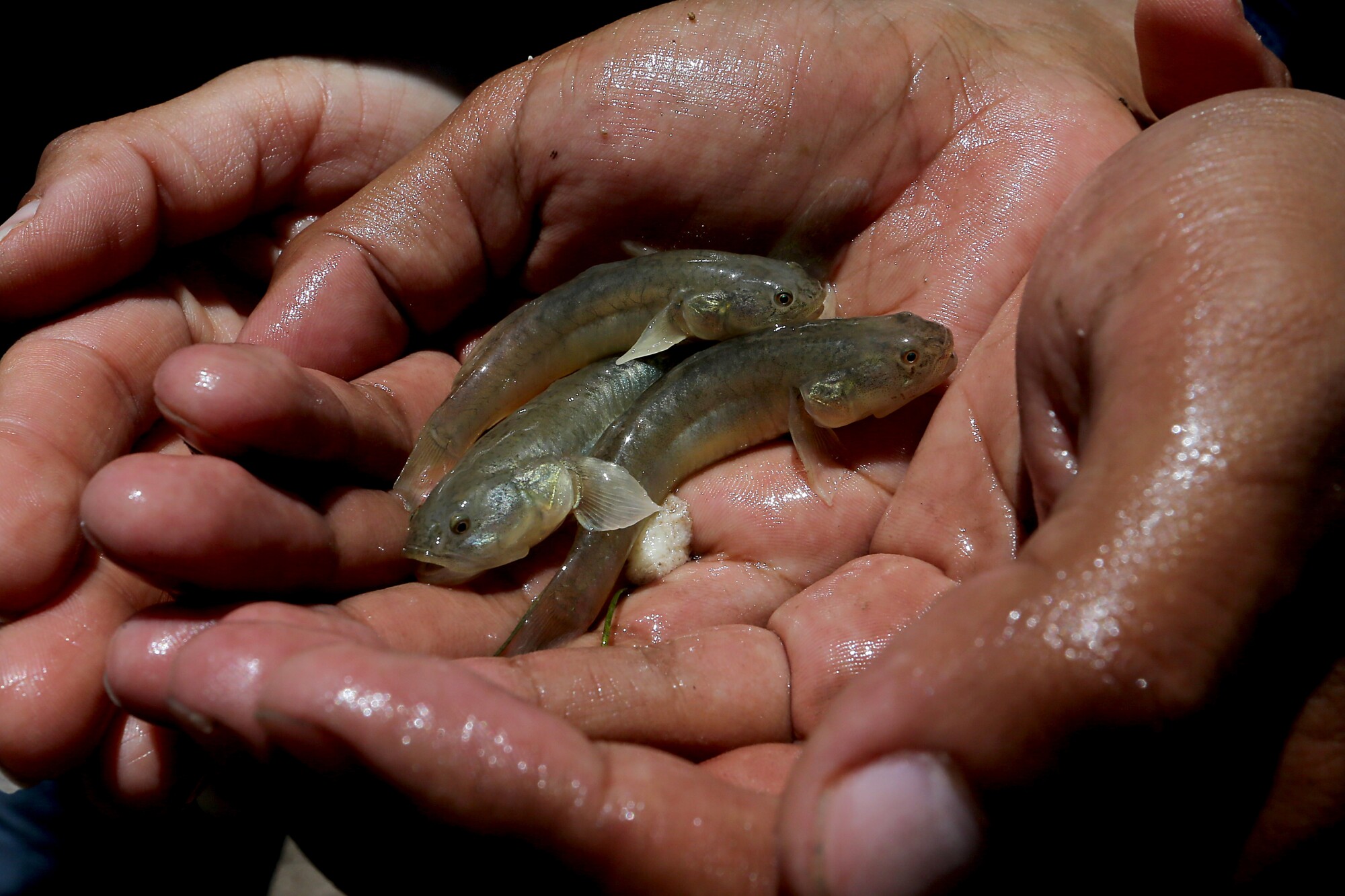 Sonora Institute scientists show fish caught during a survey in the estuary of the Colorado River Delta in Mexico.