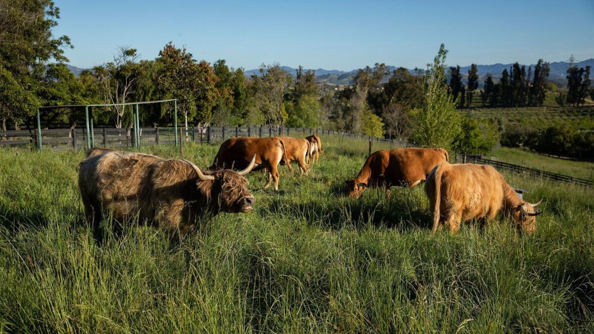 A Scottish Highlander cow, left, grazes with other animals at Apricot Lane Farms in Moorpark.