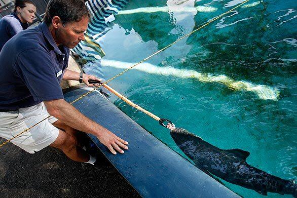 Assistant Curator Steve Blair, a shark expert, tries to feed a 4-foot tiger shark sushi-grade ahi tuna. The staff is puzzled by what to feed the shark, which often turns up its snout at the gourmet fare offered.
