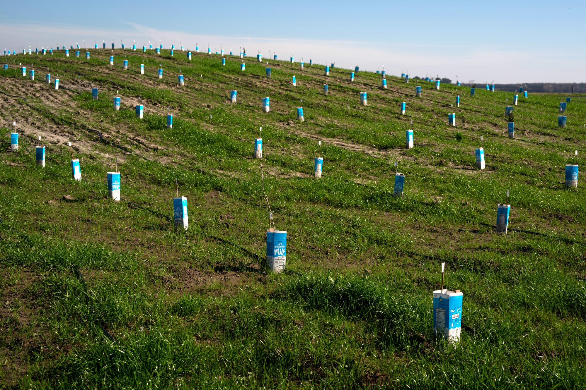 Rows of young plants in milk cartons in a field.