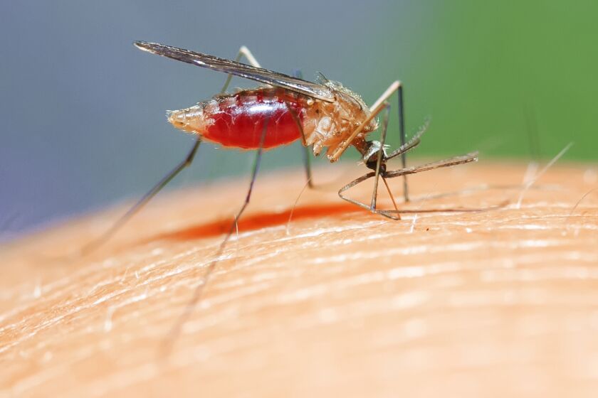 nasty insect mosquito sits on the skin and drink blood