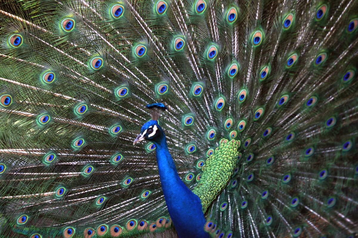 Residents of the Chatsworth Lake Manor community claimed a driver intentionally hit two peacocks last month.