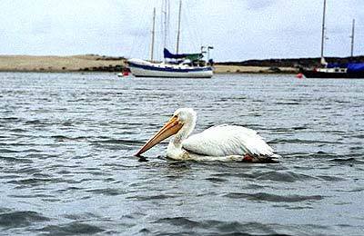A pelican floats on Morro Bay. The area is popular with birders during migration season and the January Winter Bird Festival.