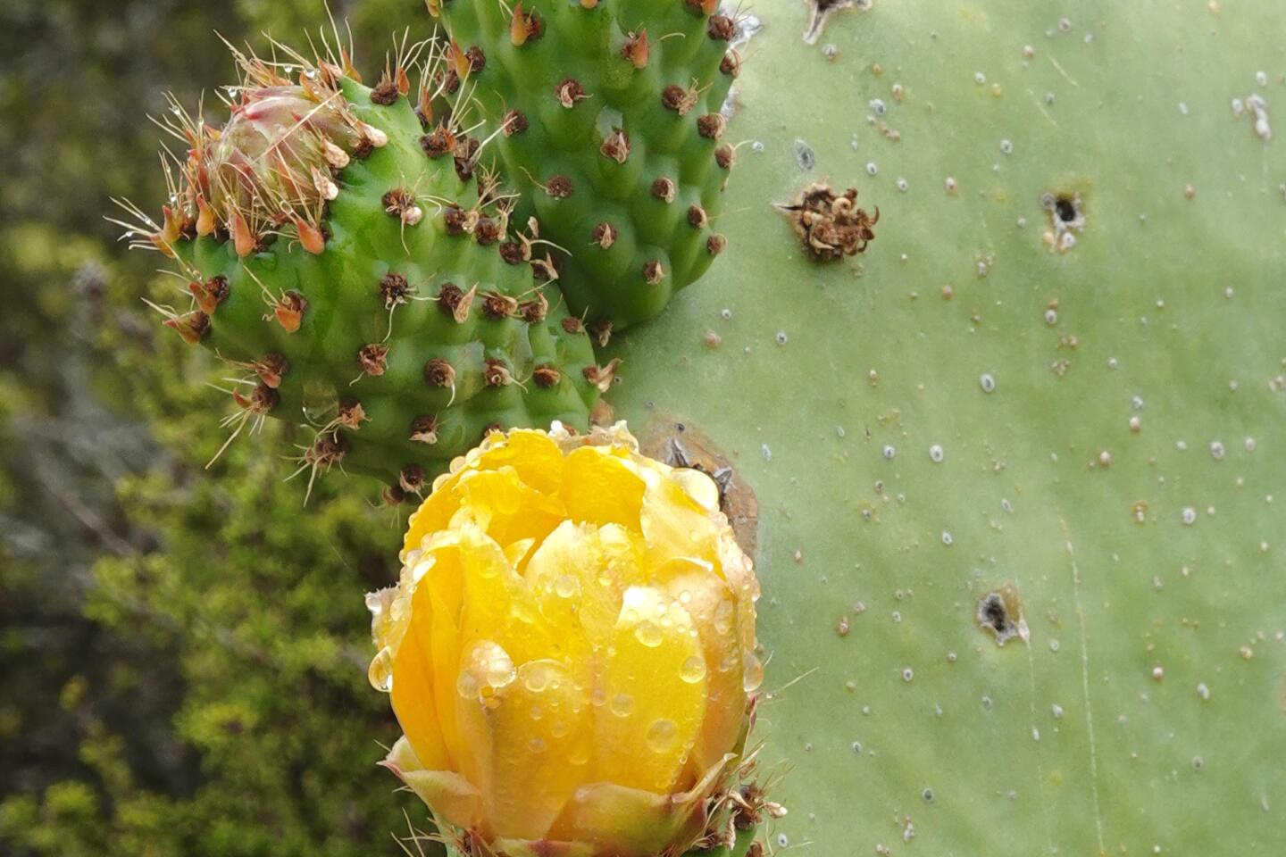 Stephen Breskin cactus blossoms.jpg