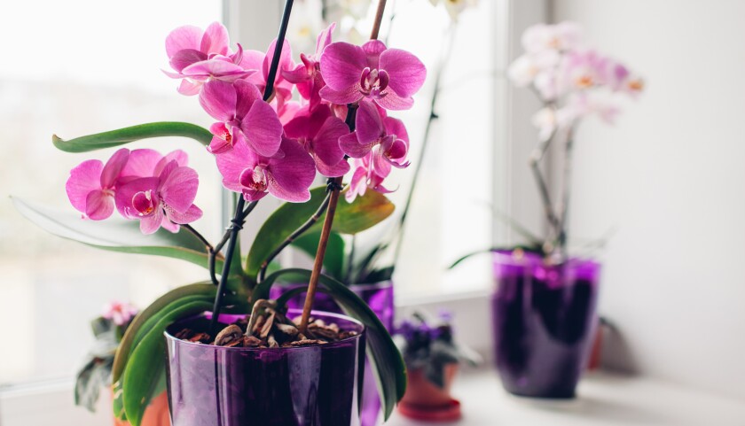 Good Natured Gardening The Exotic Orchid Pomerado News