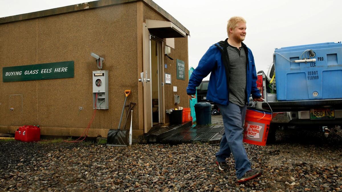 Henry McVane, age 25, leaves the sales point for eels in Portland, Maine. Eels are selling for about $1,200 per pound this year.