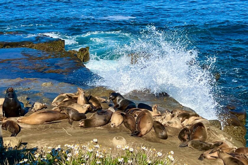 Sea spray and sea lions.