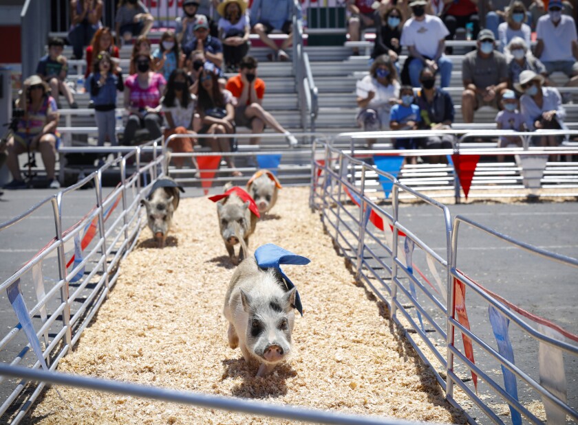Swifty Swine Racing Pigs are a center stage attraction at this year's HomeGrownFun.