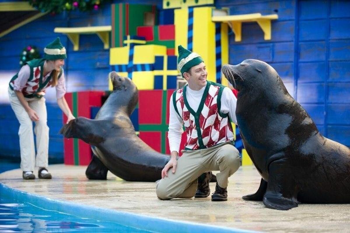 SeaWorld’s Christmas Celebration runs through Jan. 5, 2020 and includes holiday-themed entertainment, such as the comedic seal-and-sea lion show, ‘Clyde and Seamore’s Christmas Special.'