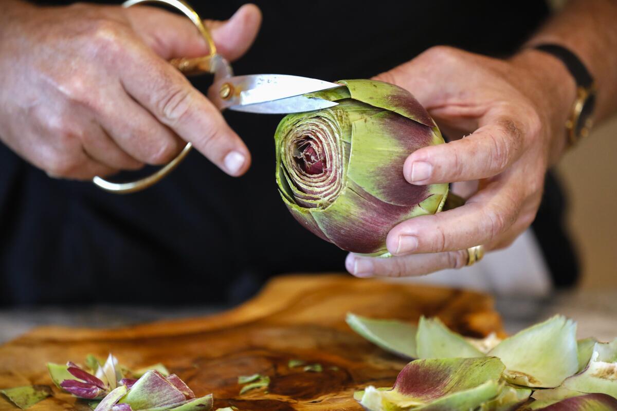 Kitchen scissors are used to snip the pointy tips off the artichoke's outer leaves so that they have flat edges.