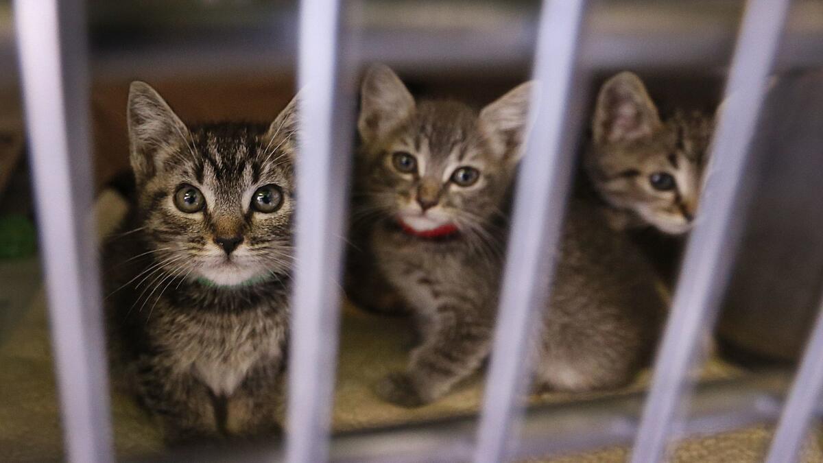 Kittens peer out of their crate at the Chesterfield Square Animal Shelter in Los Angeles. The agency is accepting student volunteers during the LAUSD teachers' strike.