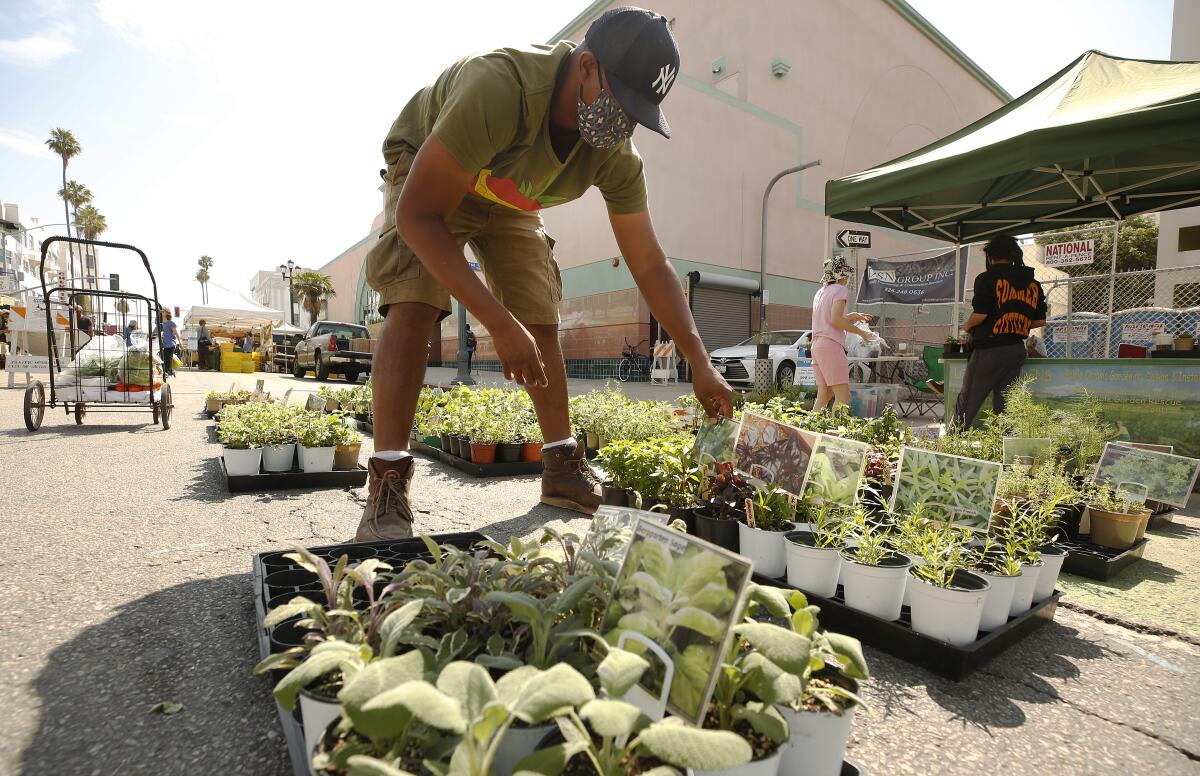 Logan's Gardens nursery owner Logan Williams arranges his vegetable seedlings at the Santa Monica Farmers Market 