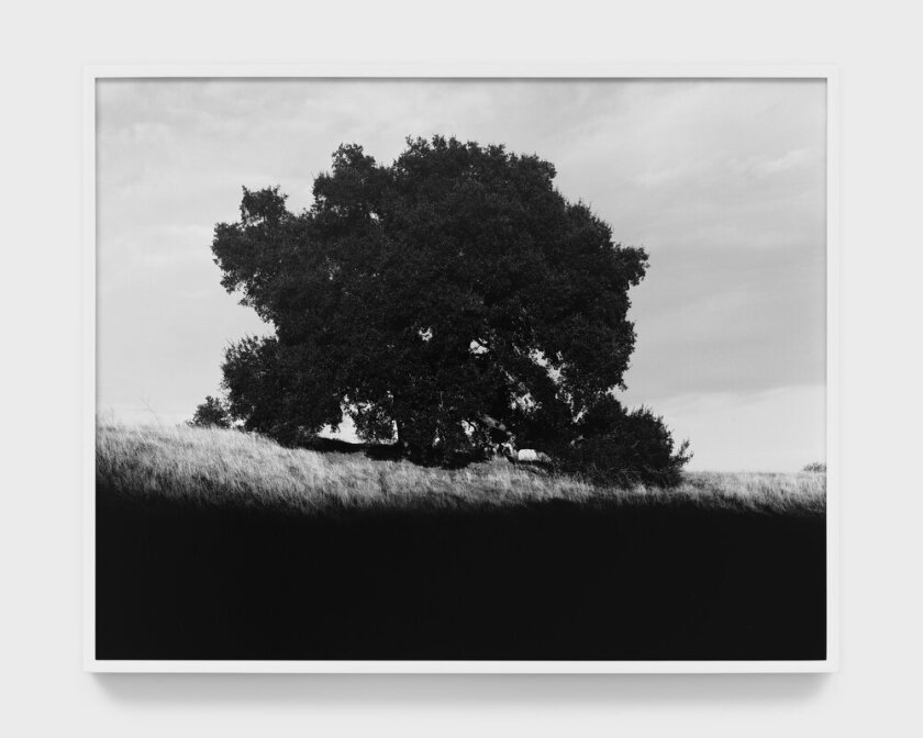 A photo of tree and dramatic shadows.