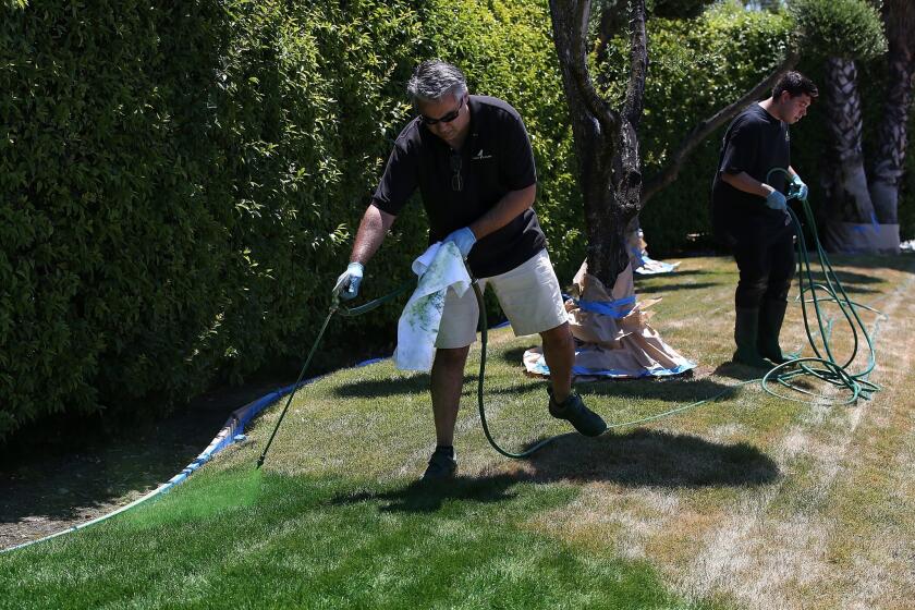Green Canary President Shawn Sahbari sprays green water-based paint on a partially dead lawn at in San Jose. A new law signed by the governor Monday prohibits homeowners associations from fining residents for brown lawns during droughts.
