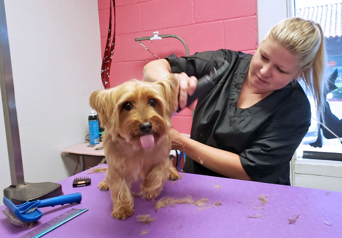 Cassie Boon works Missy, a silky terrier at Essential Grooming & Wellness in Santee on May 13. The shop is seeing 30-35 dogs a day since they were allowed to reopen earlier that week.