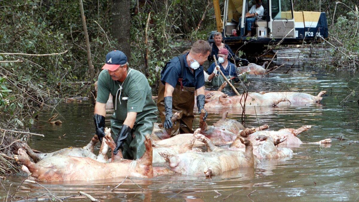 Workers float dead hogs through floodwaters in North Carolina after Hurricane Floyd in 1999.