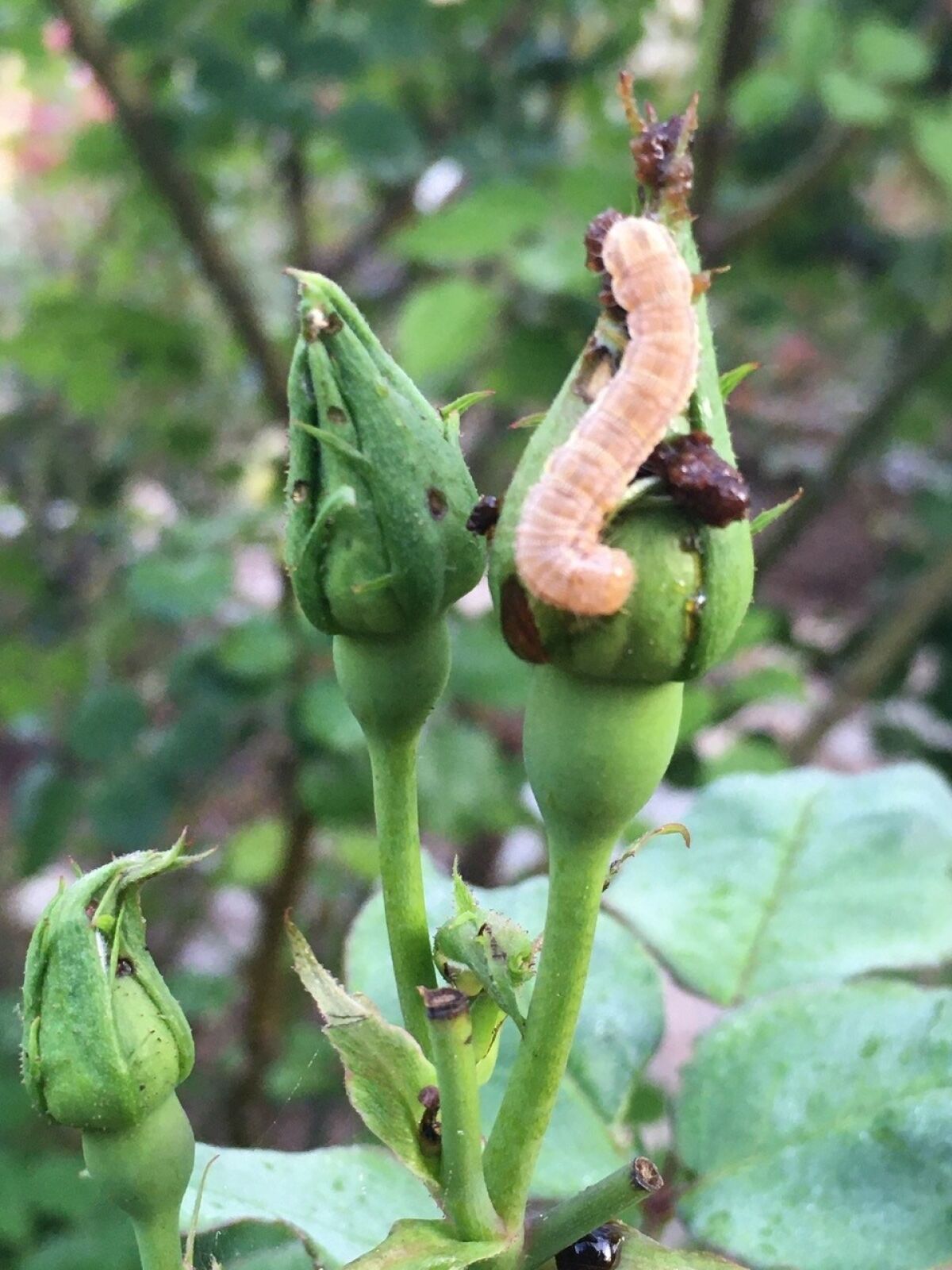 Budworms bore single holes into buds and consume the developing petals, preventing the rose from opening properly.
