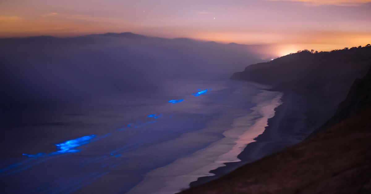 How to see the blue glow of bioluminescence in L.A. Los Angeles Times