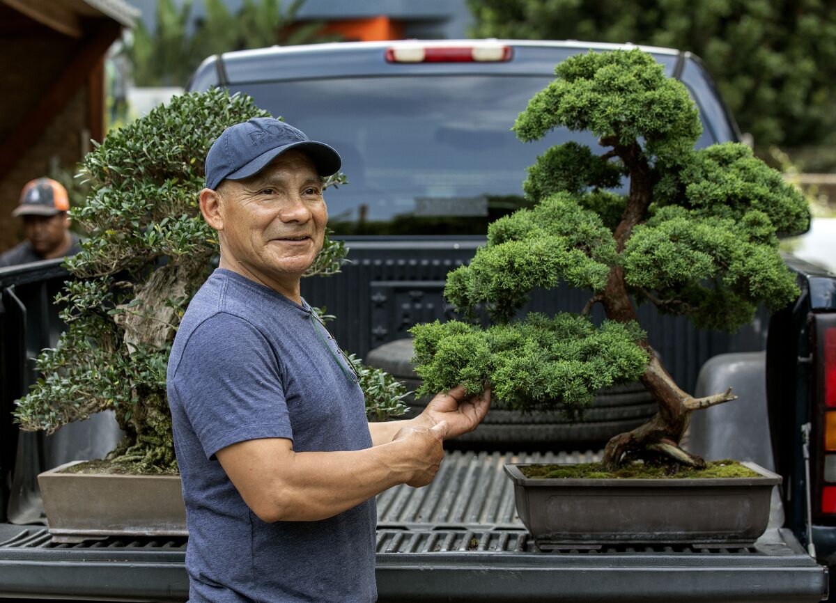 Miguel Hernandez shows a bonsai 