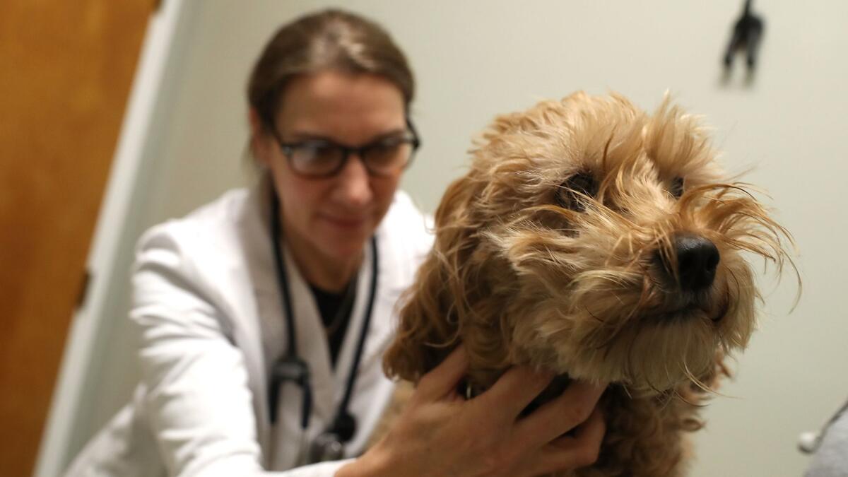 Veterinarians can't know for sure whether their work qualifies as healthcare in the tax code.