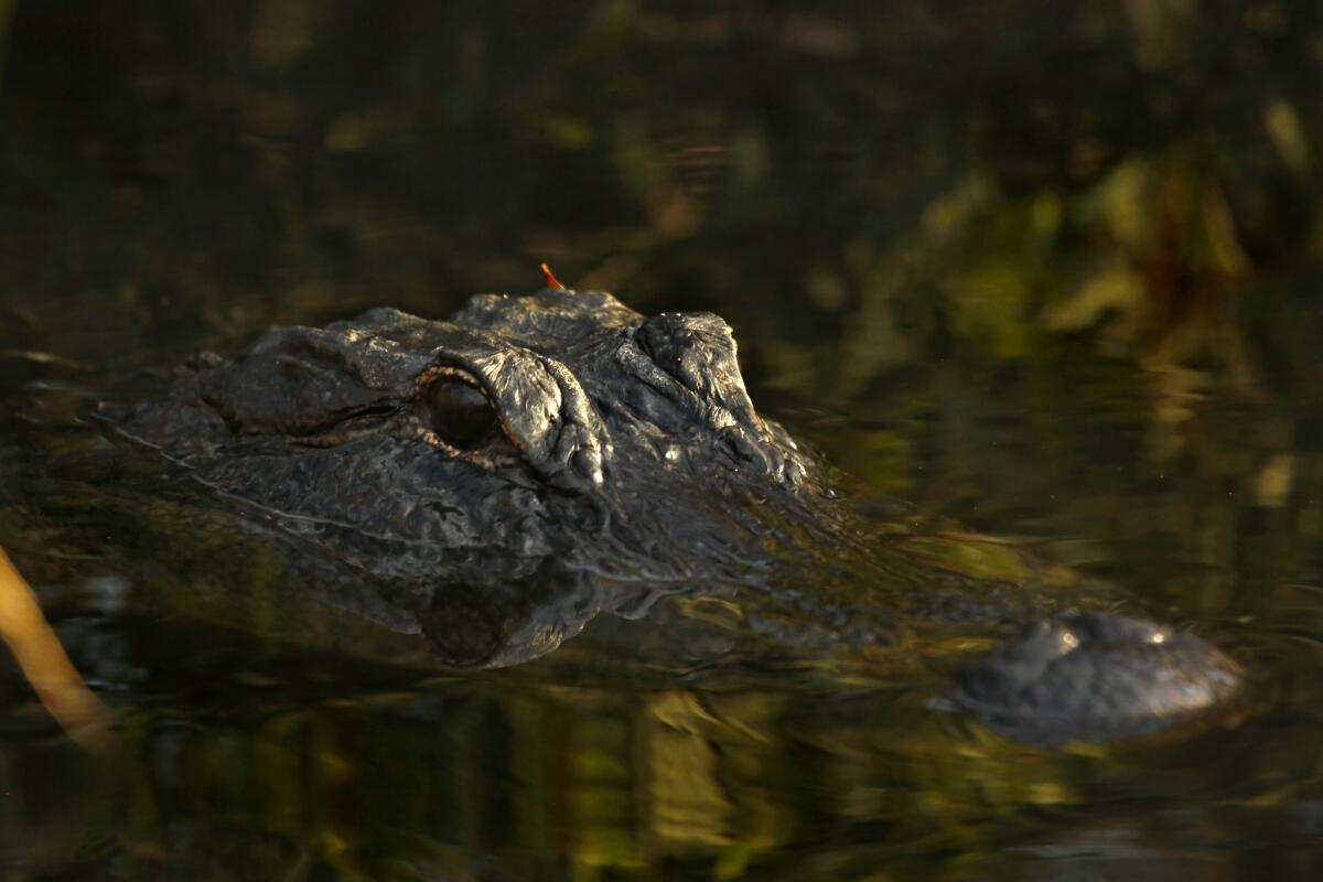 An American alligator in the Florida Everglades.