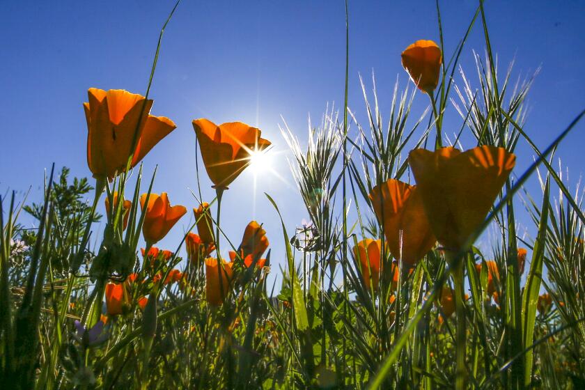 ORANGE COUNTY, CA, MARCH 14, 2017: The early morning sun peaks through a patch of California poppy that are blooming in Orange County's Santiago Oaks Regional Park Marc 14, 2017. Thanks to all of the recent rains, the wildflowers in Orange County are having an early blooming season (Mark Boster / Los Angeles Times ).