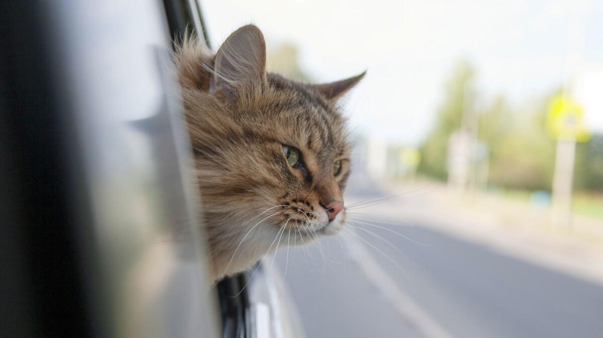Cat peeking of a car window in motion.