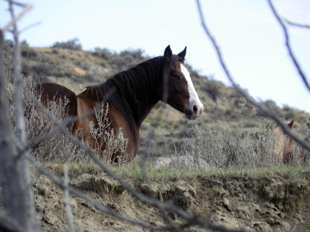 A wild horse stands near a hiking trail 