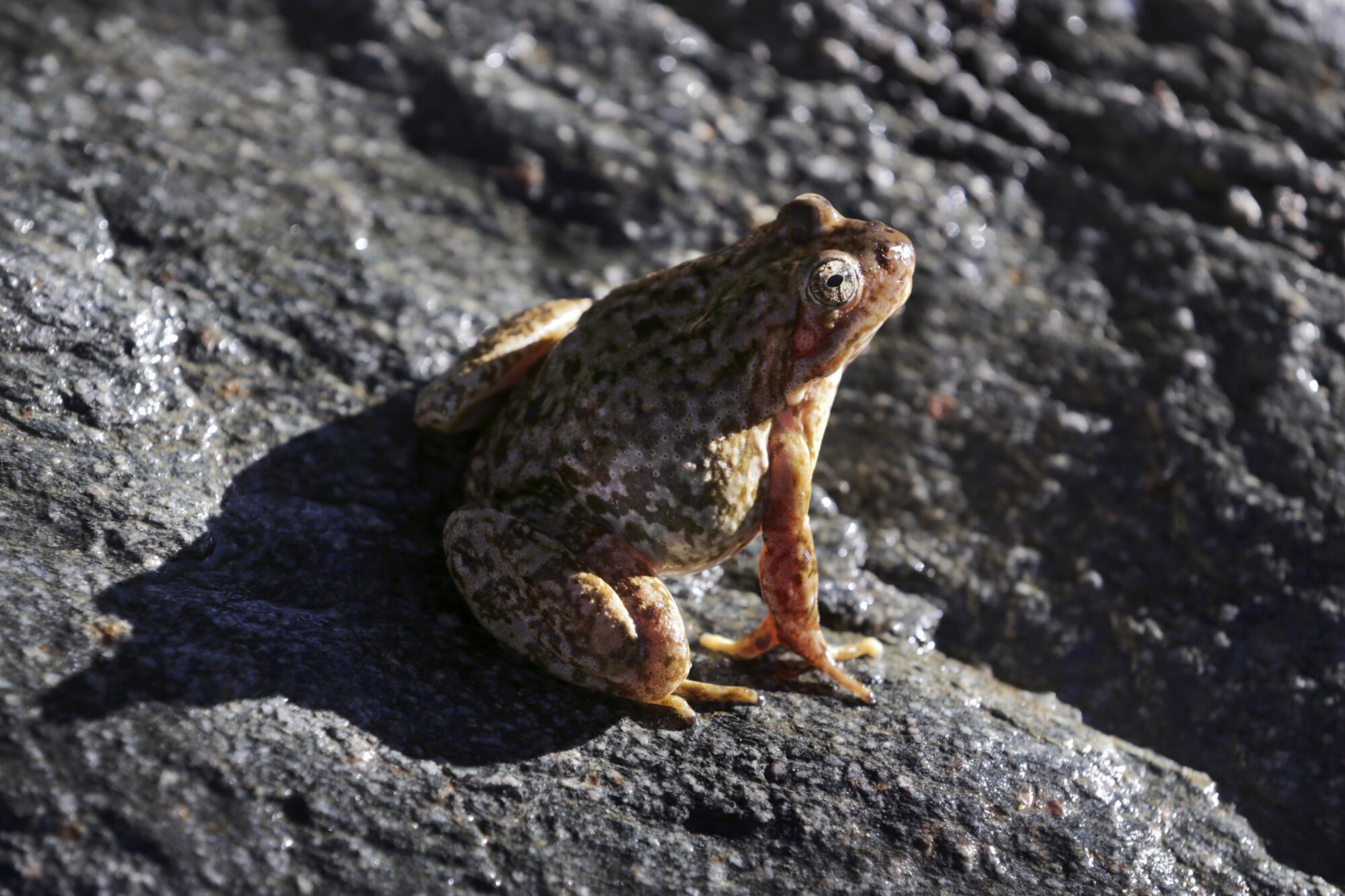 An endangered yellow-legged frog sighted near Wrightwood in the San Gabriel Mountains.