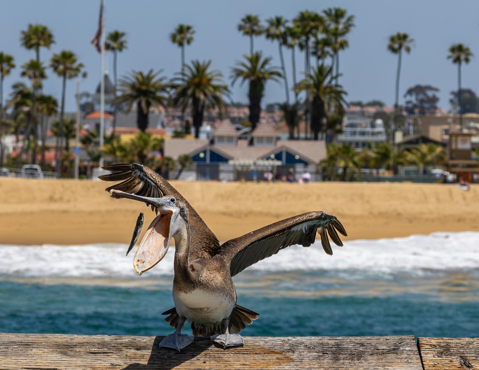 After rescuing two other sick pelicans, Emory Douglas, throws fish to a hungry pelican on the Balboa Pier in Newport Beach.