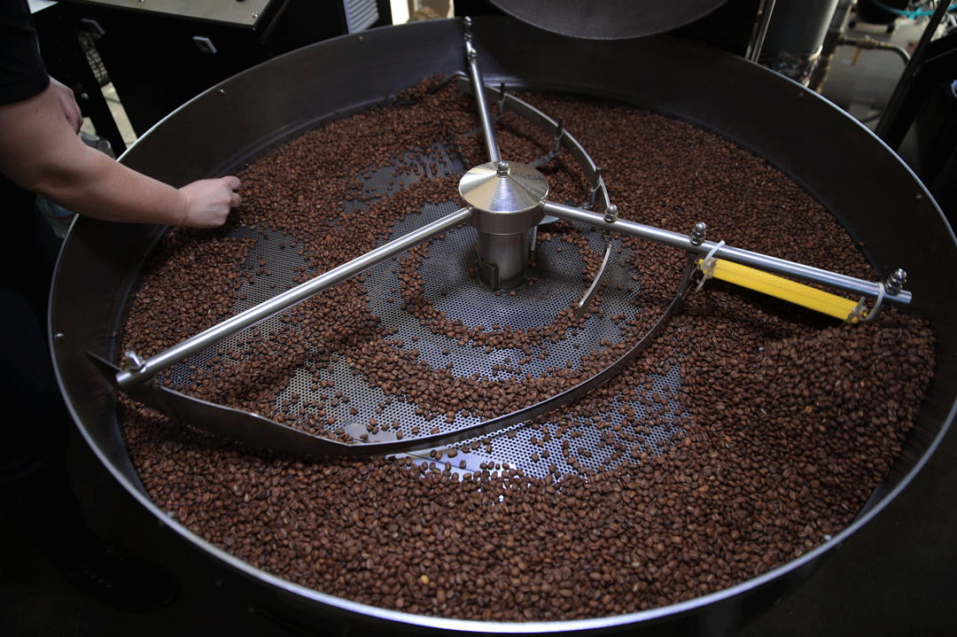 A roaster inspects coffee beans