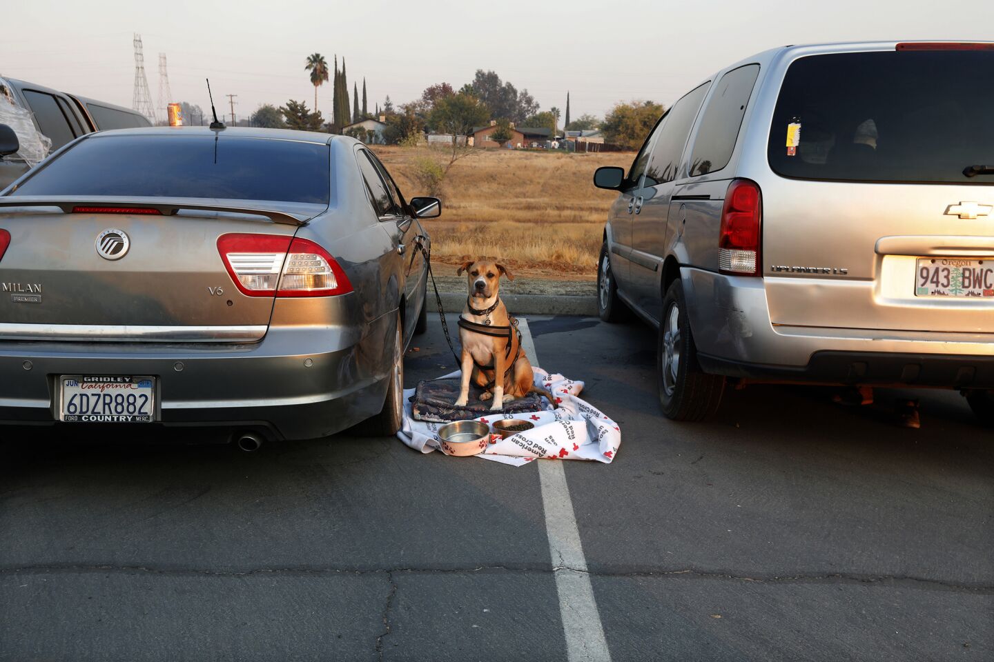 Many people don't want to stay in shelters because they can't take their dogs inside. This dog waits for his human companion in a parking lot in Oroville.