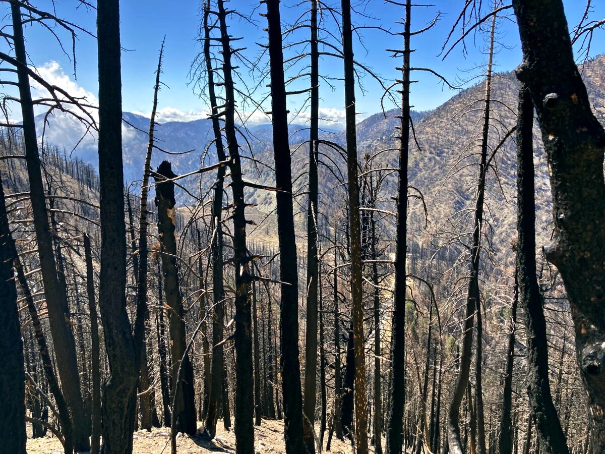 The blackened trunks of trees killed in the Bobcat Fire are mostly what remains along the Pacific Crest Trail 
