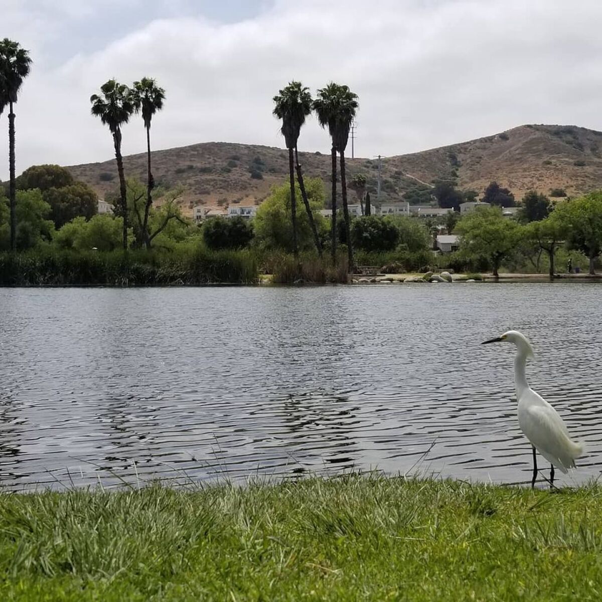 An egret sits on grass at Santee Lakes.
