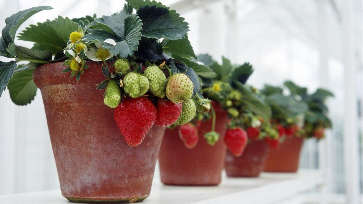 Strawberry plants grow in pots on a window sill.