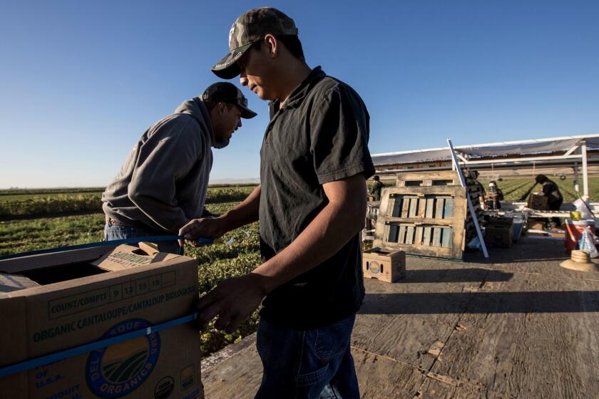 LOS BANOS, CALIF. -- WEDNESDAY, SEPTEMBER 20, 2017: Diego Romo, 24, left, works with Jose Lopez, right, on a trailer palleting boxes of cantaloupe as part of a picking and packing crew in the fields of Del Bosque Farms in Los Banos, Calif., on Sept. 20, 2017. (Brian van der Brug / Los Angeles Times)