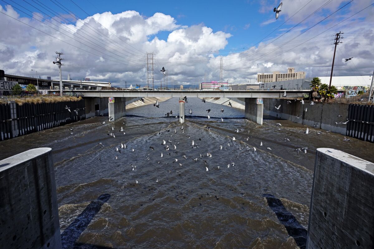 Pigeons fly over the Los Angeles River.