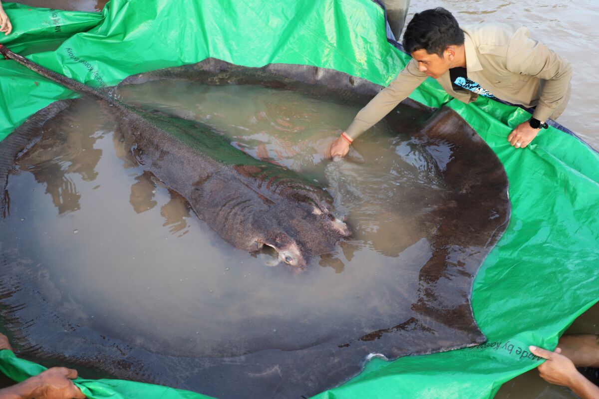 In this photo provided by Wonders of the Mekong taken on June 14, 2022, a man touches a giant freshwater stingray before being released back into the Mekong River in the northeastern province of Stung Treng, Cambodia. A local fisherman caught the 661-pound (300-kilogram) stingray, which set the record for the world's largest known freshwater fish and earned him a $600 reward. (Chhut Chheana/Wonders of the Mekong via AP)