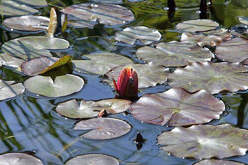 Venice Garden & Home Tour